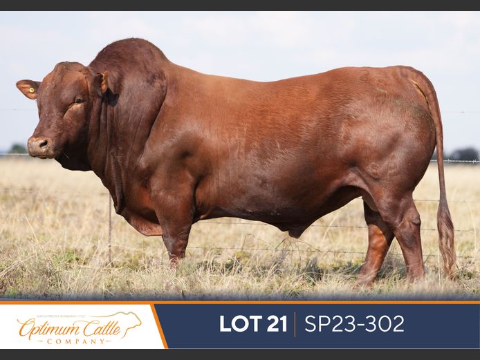 SP220302 | OPTIMUM BONSMARA