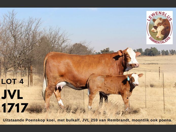 JVL1717 | JSH VAN DER LINGEN