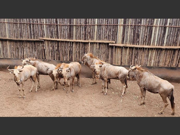 GOLDEN GNU | MHEMBWE SAF