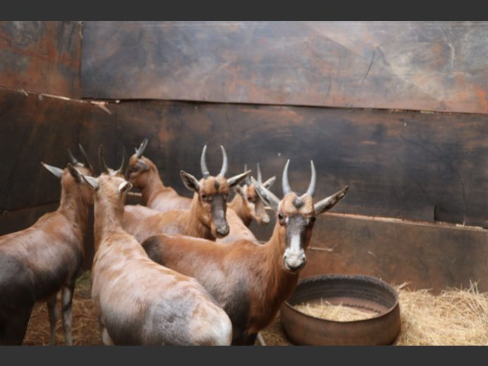 Blesbokke Lammers