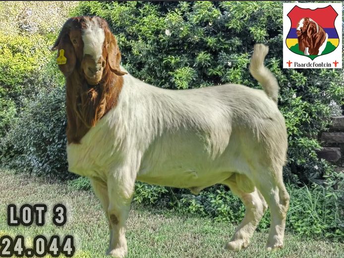 24-044  |  Stephanus Malan - Paardefontein