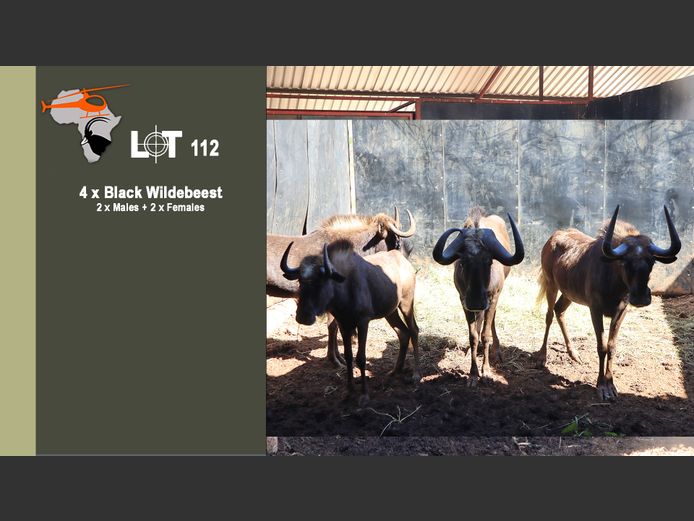 Black Wildebeest