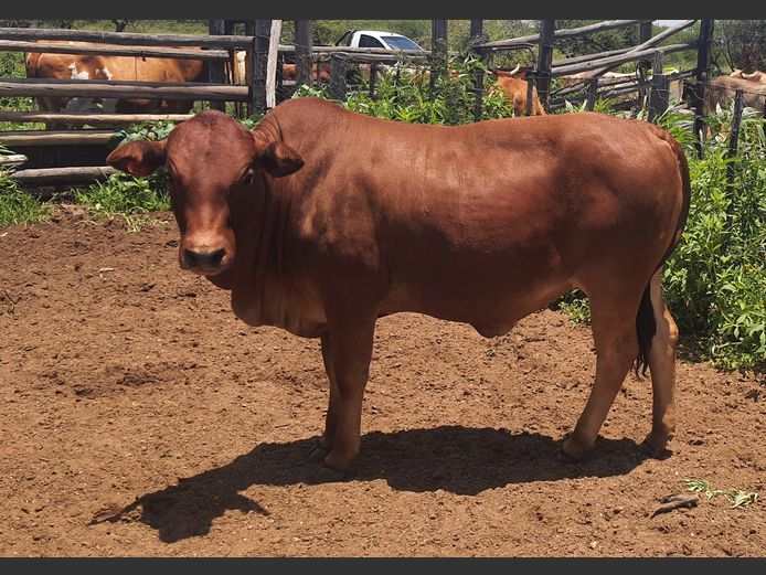 Commercial Animals | A. BOTHMA