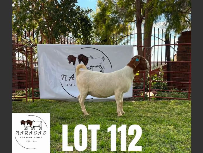 2184250016 | NARAGAS BOERBOKSTOET