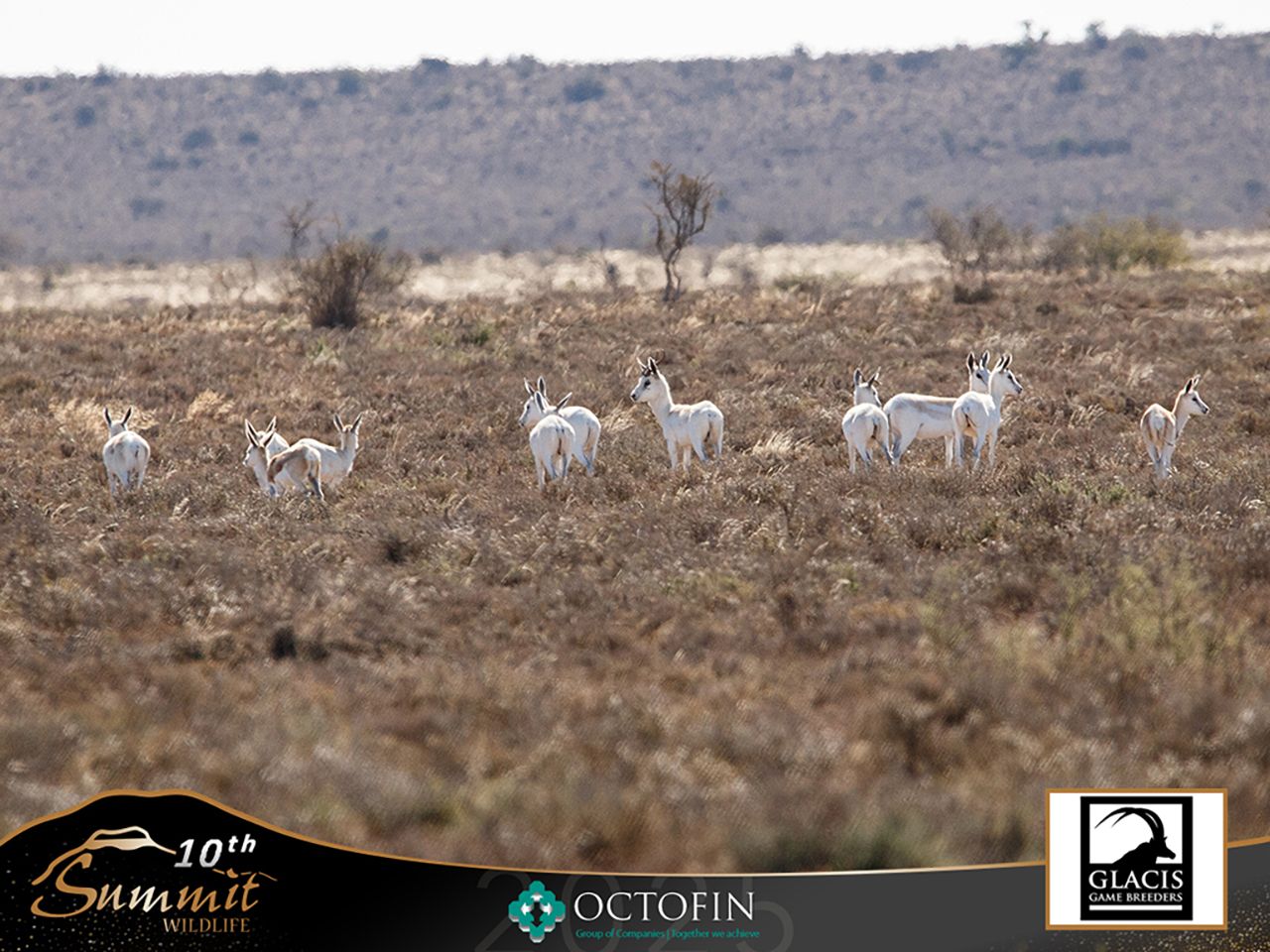 Lot 249 | SUMMIT WILDLIFE TIMED 10TH GAME AUCTION | SwiftVEE | South ...