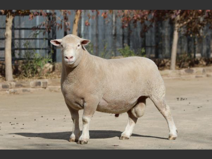 DZ 230023 | 2 STEYNS BOERDERY