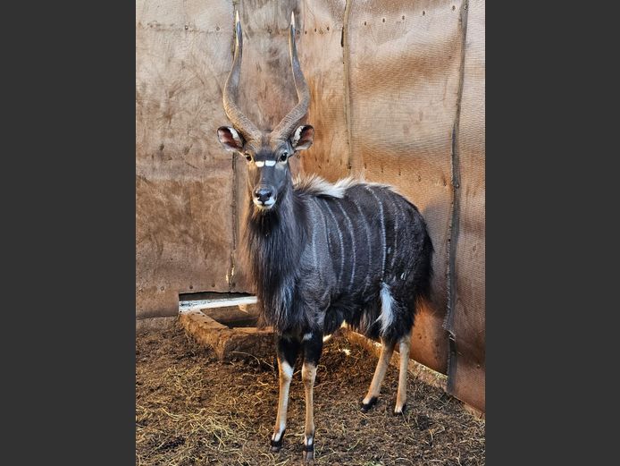 NYALA | KOLOBE WILDLIFE
