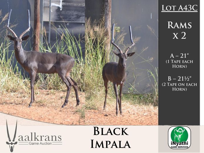 Black Impala Rams