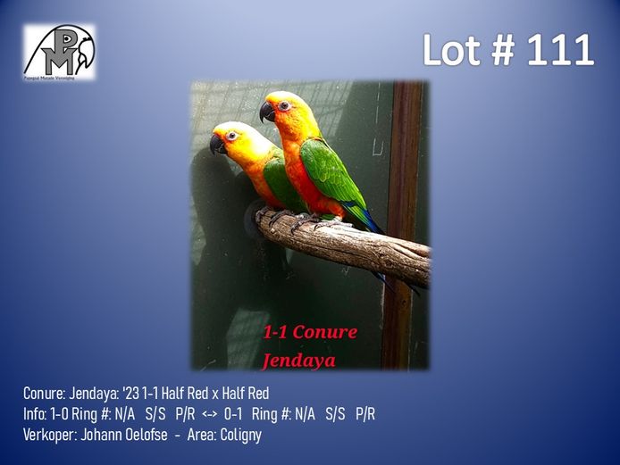 1-1 '23 Conure: Jendaya: Half Red x Half Red - Johann Oelofse