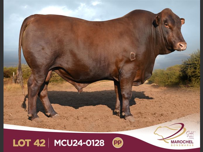 MCU240128 PP(c)