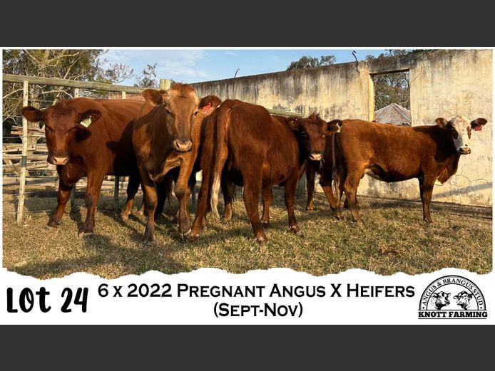 Female Animals