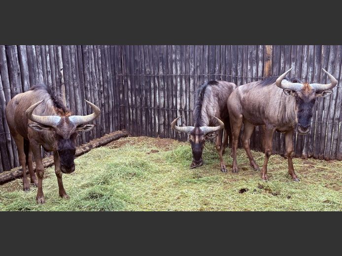 Blou Wildebees Bulle