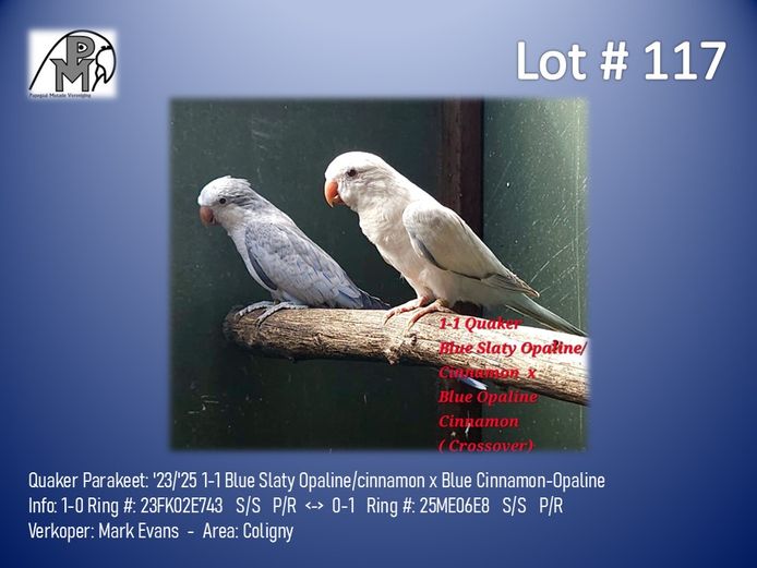 1-1 '23/'25 Quaker Parakeet: Blue Slaty Opaline/cinnamon x Blue Cinnamon-Opaline - Mark Evans