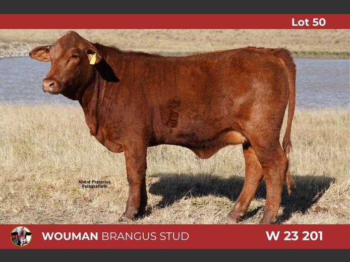 W23201 | WOUMAN BRANGUS
