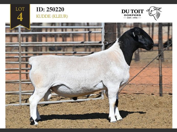 250220 | DU TOIT DORPERS