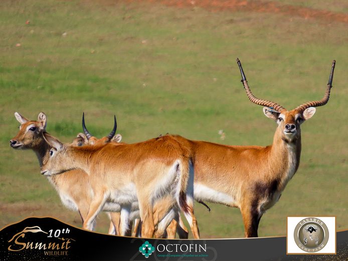 Lechwe Ewes running with 32" Masterpiece