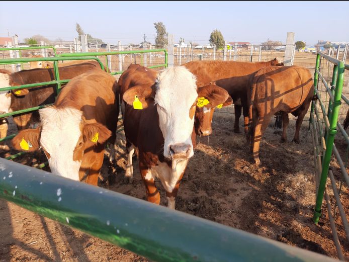 Pregnant Heifers