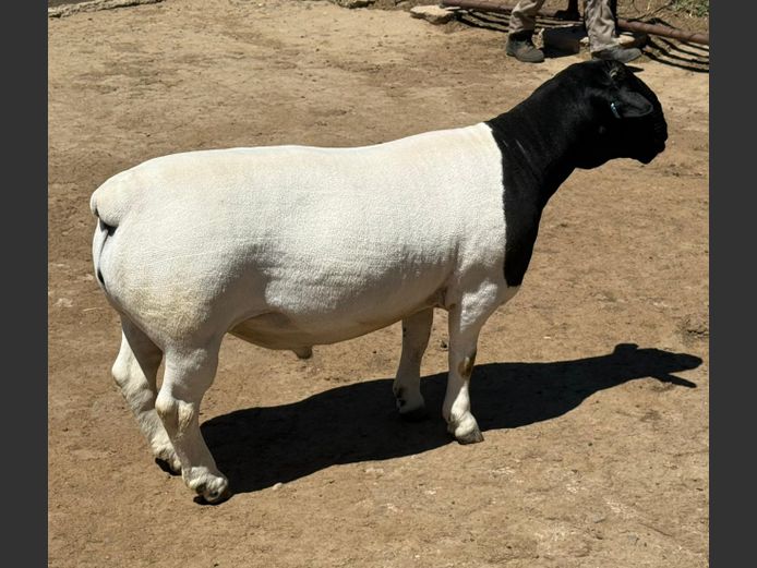 248299 | Ivor & Leroy Phillips