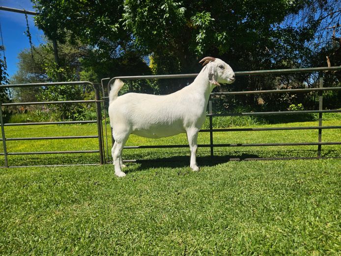 63 24 0063 | DANIE DU TOIT SAVANNAS