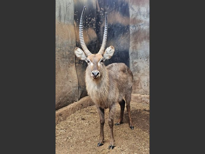 WATERBUCK | BIG HORN