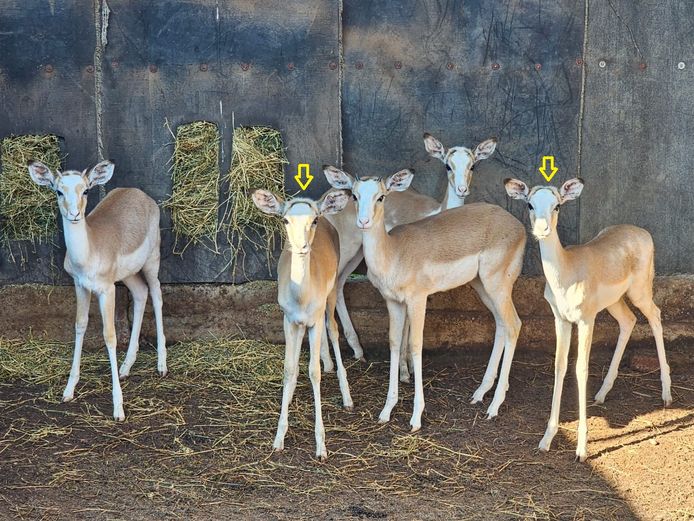 WHITE FLANK IMPALA | MARIBASHOEK (SAGIE)