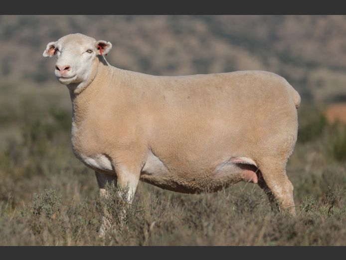 DZ220211 | 2 STEYNS BOERDERY
