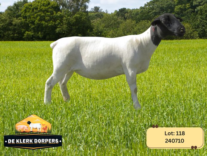 240710 | DE KLERK DORPERS