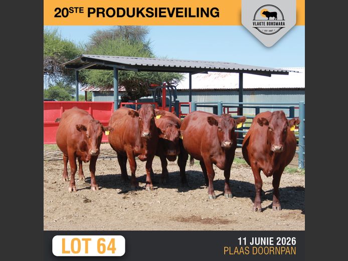 Commercial Animals | SOMERHOEK BONSMARAS
