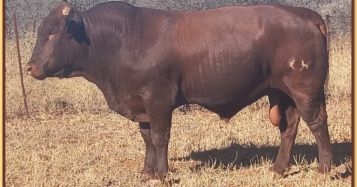 Lot 9 BRISTOW BONSMARA 52ND ANNUAL PRODUCTION SALE SwiftVEE