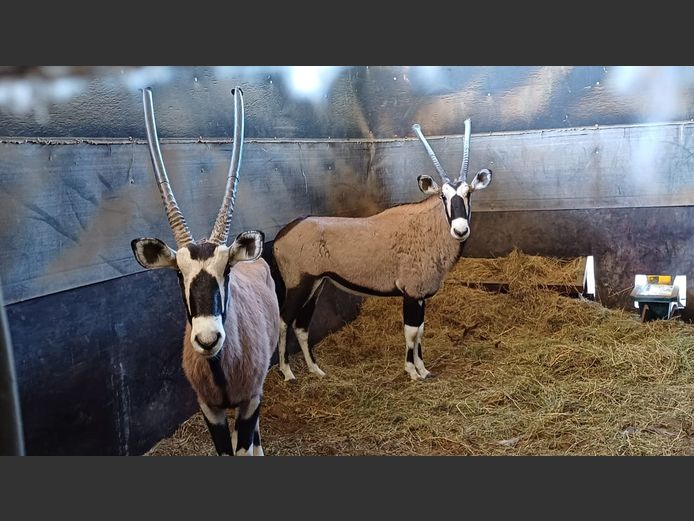 Gemsbok