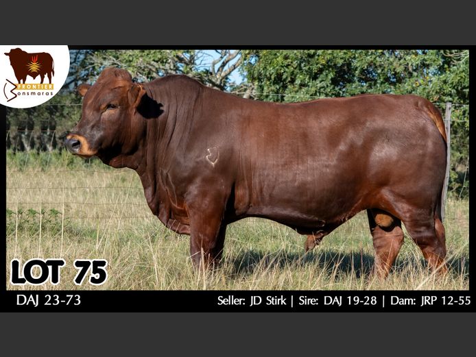 DAJ 230073 | J.D. STIRK