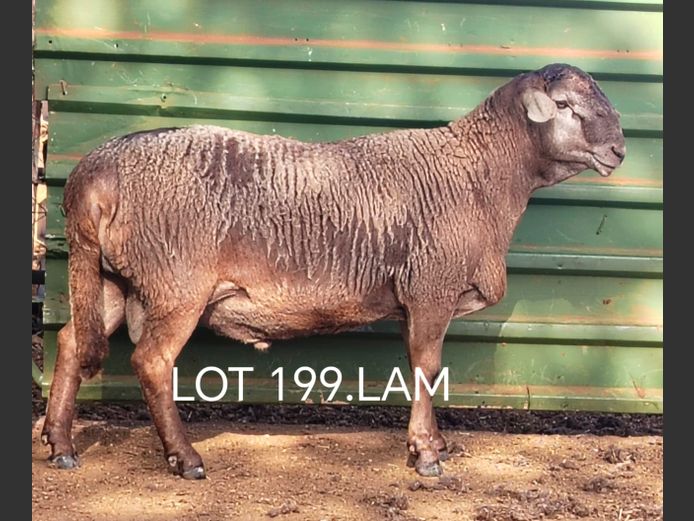 HK 24-17 | OSVLEY MEATMASTERS