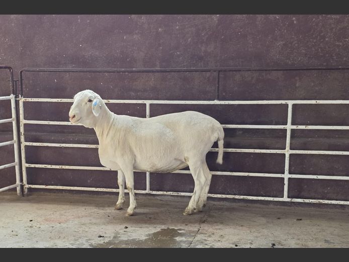 139 25 0161 | PR Wiese h/a Bulberg Boerdery