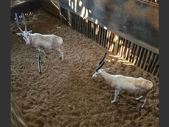 WHITE BLESBUCK | HELICON