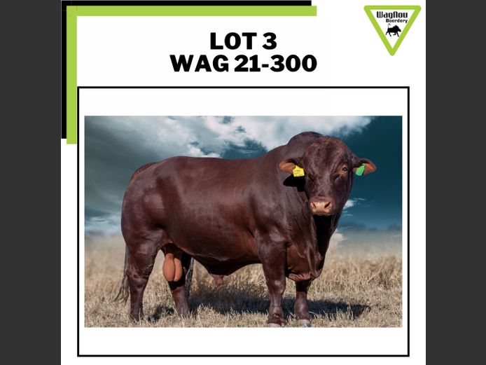WAG 21-0300 | WAGNOU BEEFMASTER