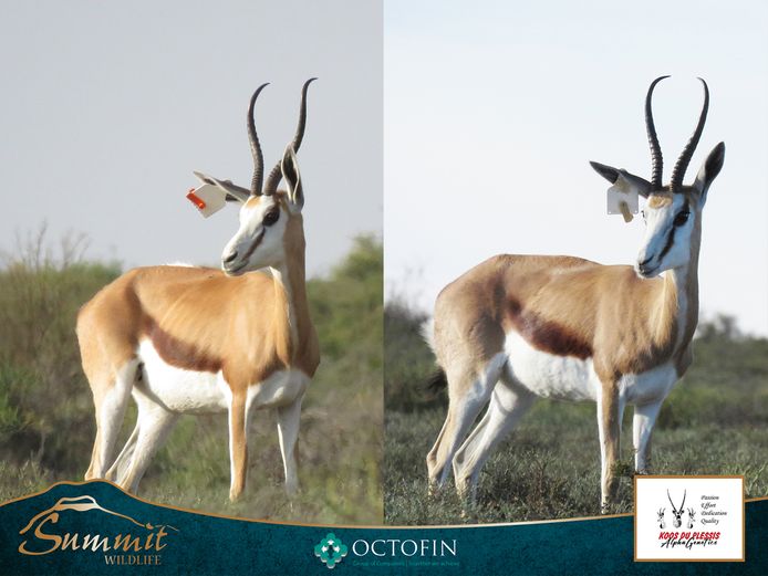 13"+ DAMARA SPRINGBOK EWES RW 19" RAM