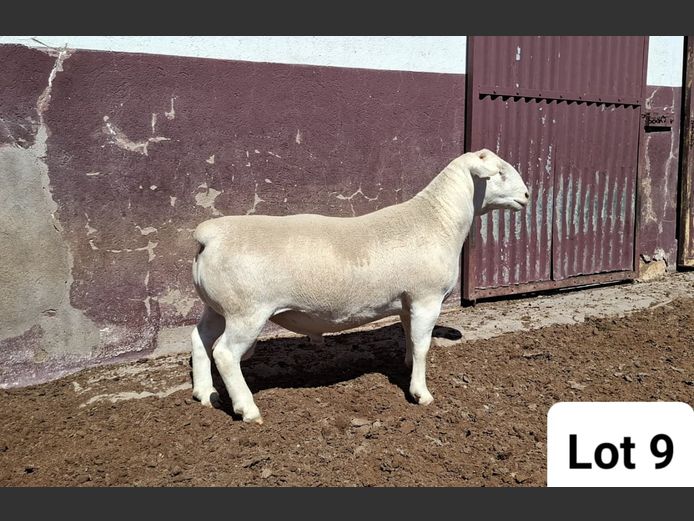 24103 | KASTEEL WITDORPERS