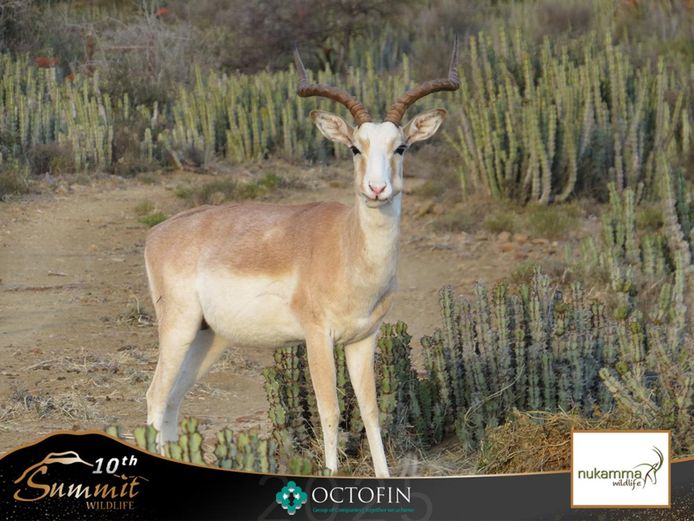 19" White Flank Impala Ram	