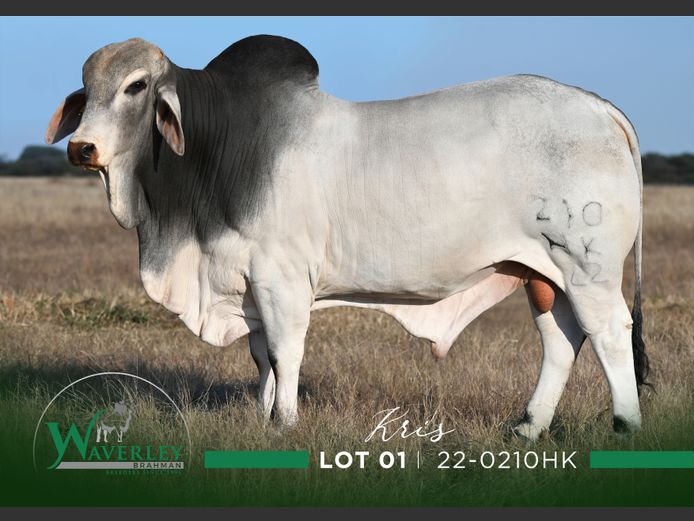 22-0210HK | WAVERLEY BRAHMAN