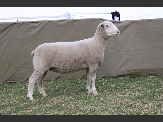 CVM 240006 | KALKVLEY DORMERS