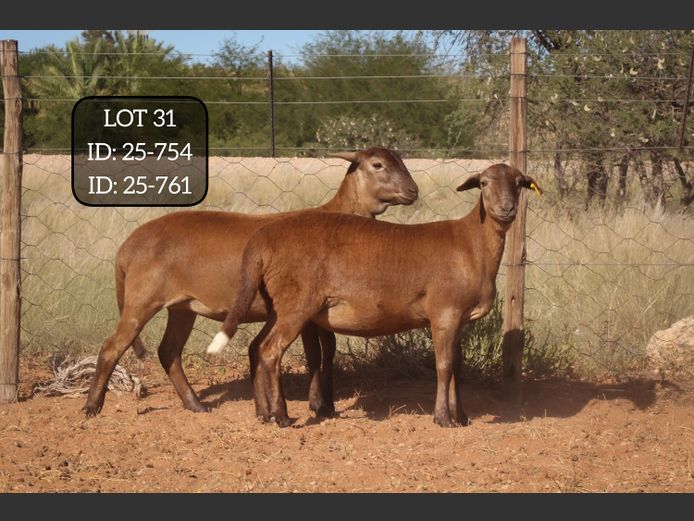 25-754 | 25-761 | MAKKA LOUWRENS MEATMASTERS