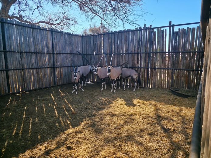GEMSBOK | HANLEY 2