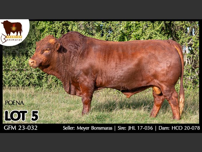 GFM 230032 | MEYER BONSMARAS