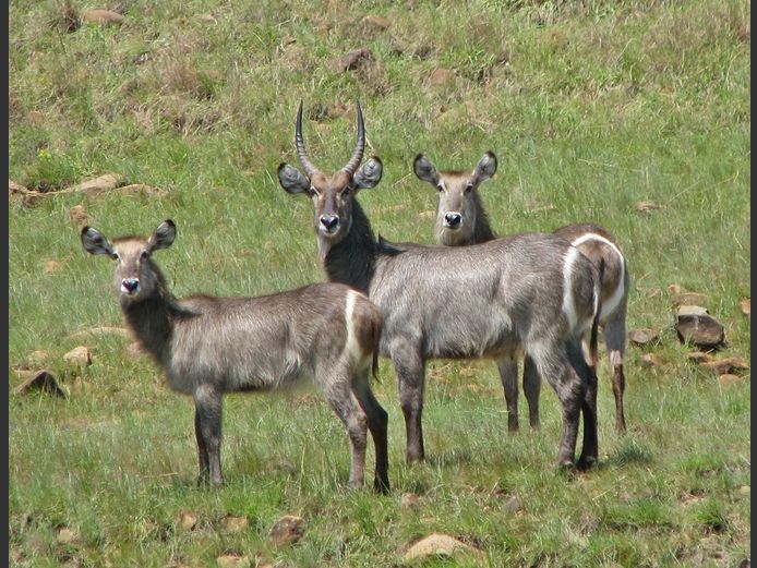Waterbuck Mixed | CGOC Bomas - Krompoort Game Capture