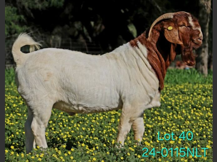 24-0115NLT | LEKWATER