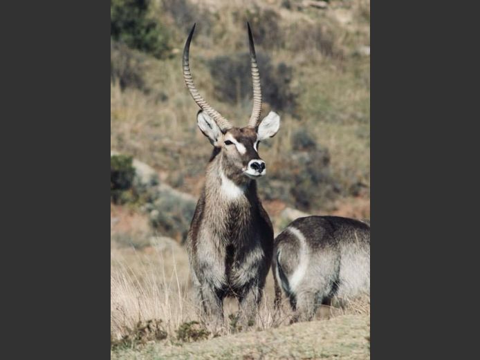 Waterbok Bul