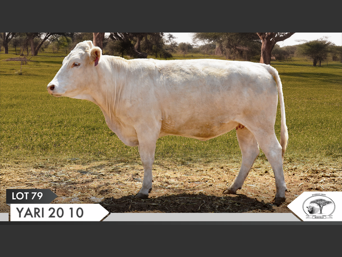 YARI 200010 | YARI STUD