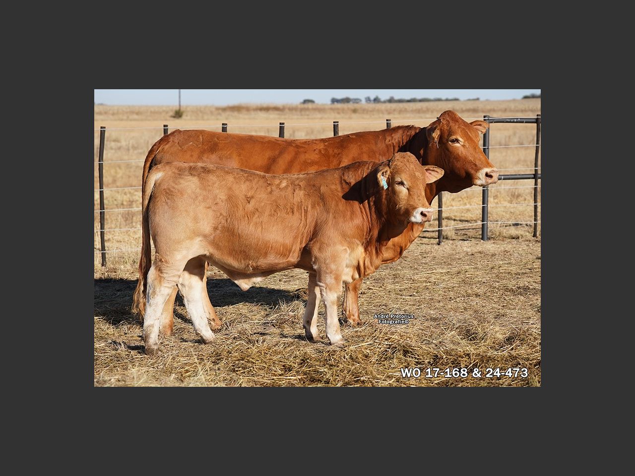 Lot 55 | 26STE NASIONALE BEEFMASTER VEILING | SwiftVEE | South Africa’s ...