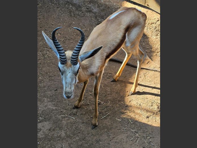 SPRINGBOK | LITTLE HUT