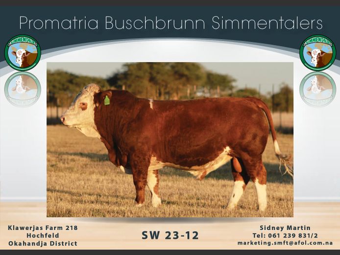 SW2312 | PROMATRIA BUSCHBRUNN SIMMENTALER